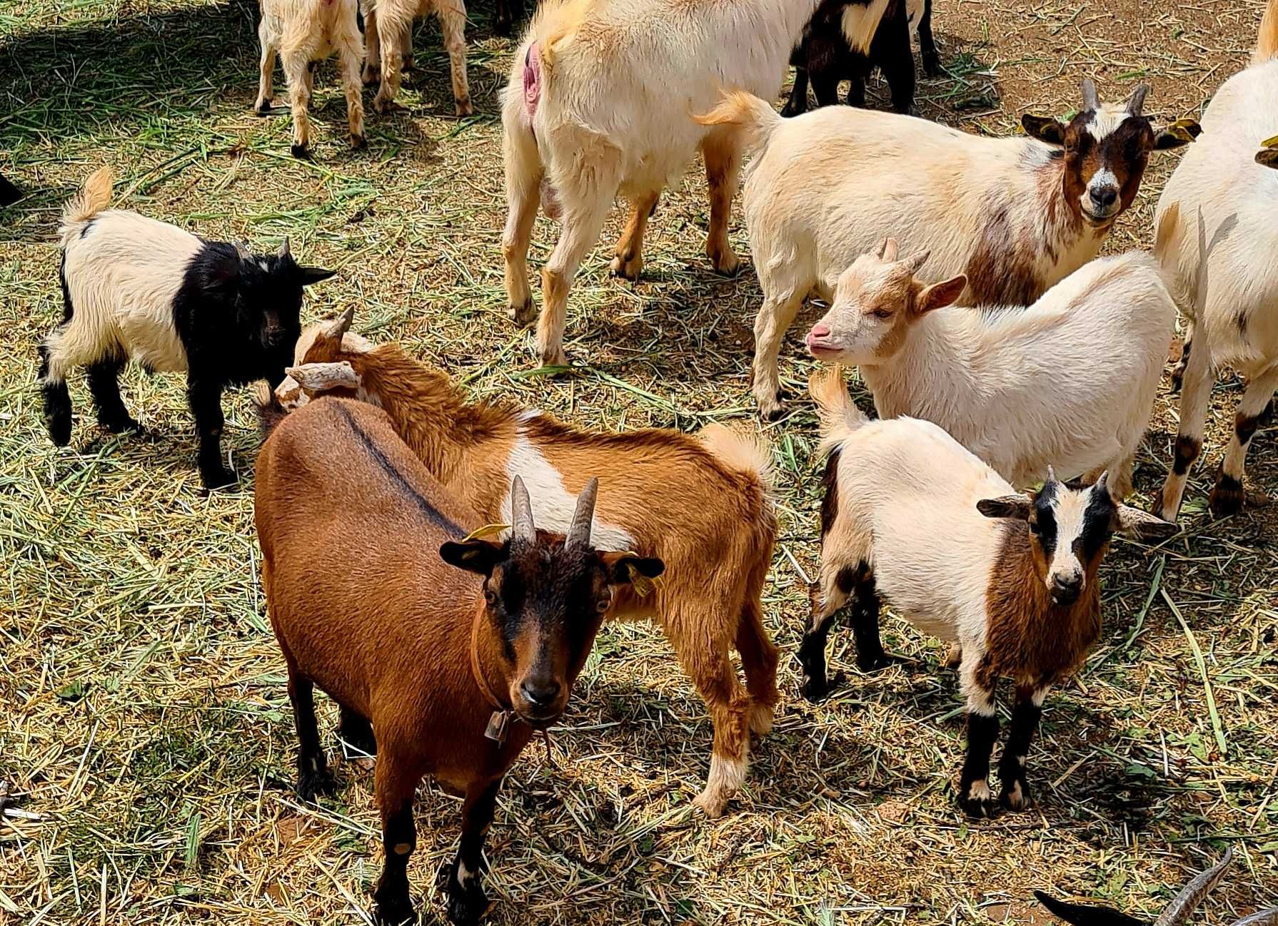 cabras anãs machos/fêmeas