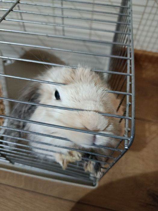 Oddam królika miniaturkę