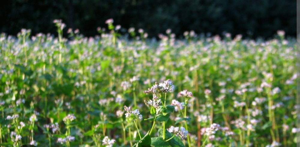 Gryka tatarka  2 zł