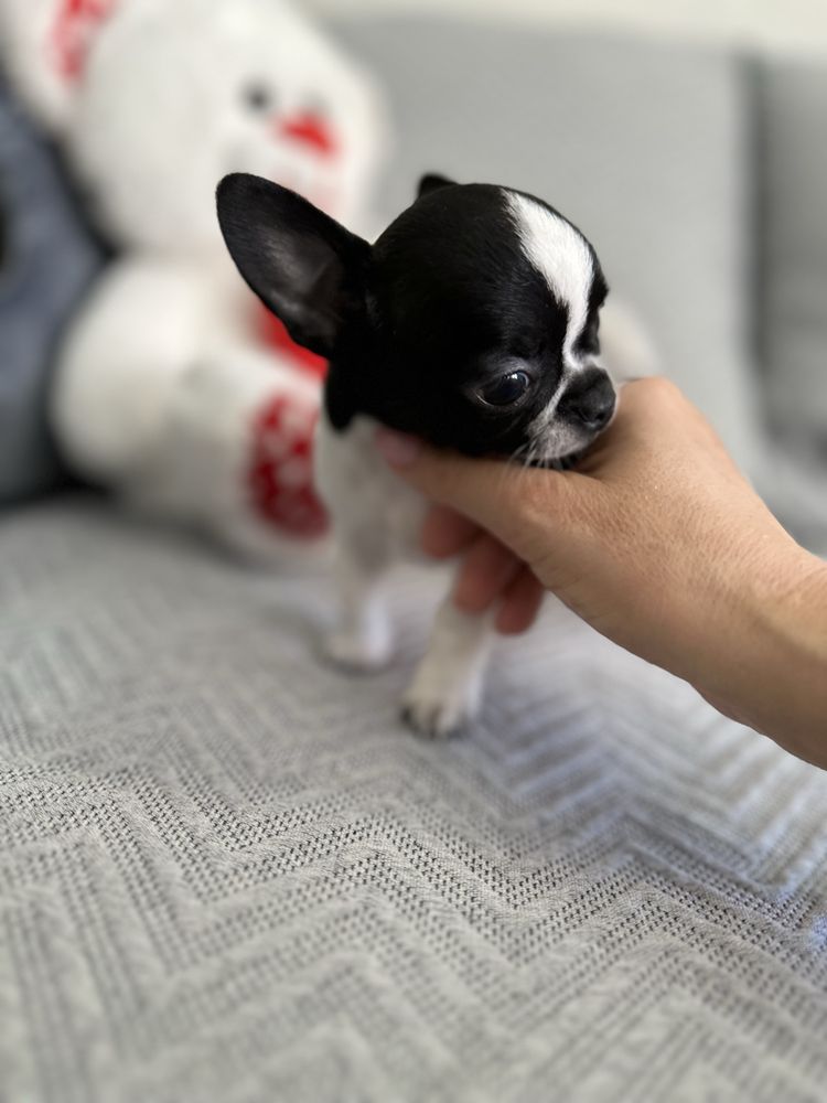 Menino super mini chihuahua