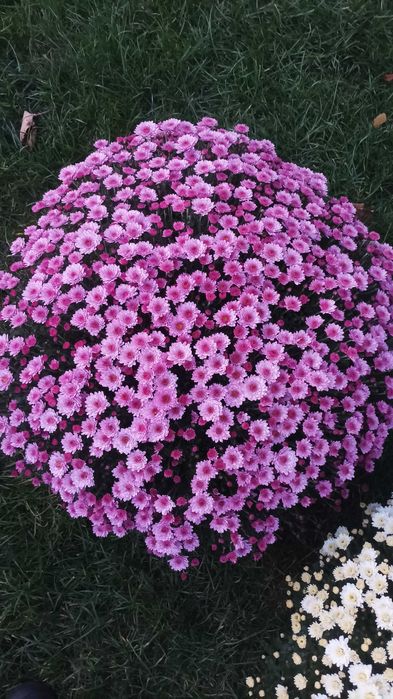 Chryzantemy drobnokwiatowe