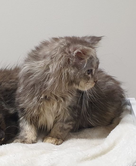Fêmea  Maine Coon com Lop