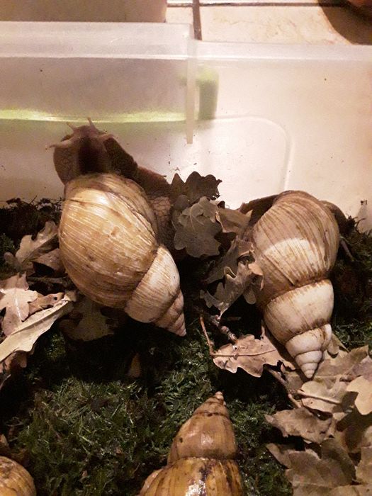 Ахатины Иммакулята