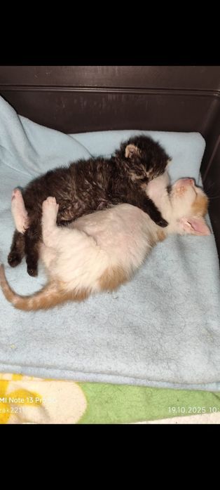 Dwa maluszki szukają wspólnego domku