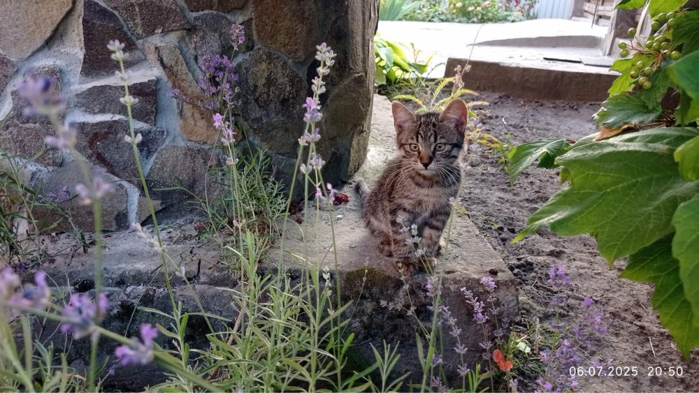 Відам в добрі руки кошенята