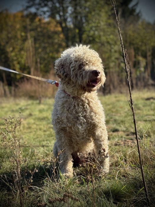 Reproduktor Lagotto Romagnolo