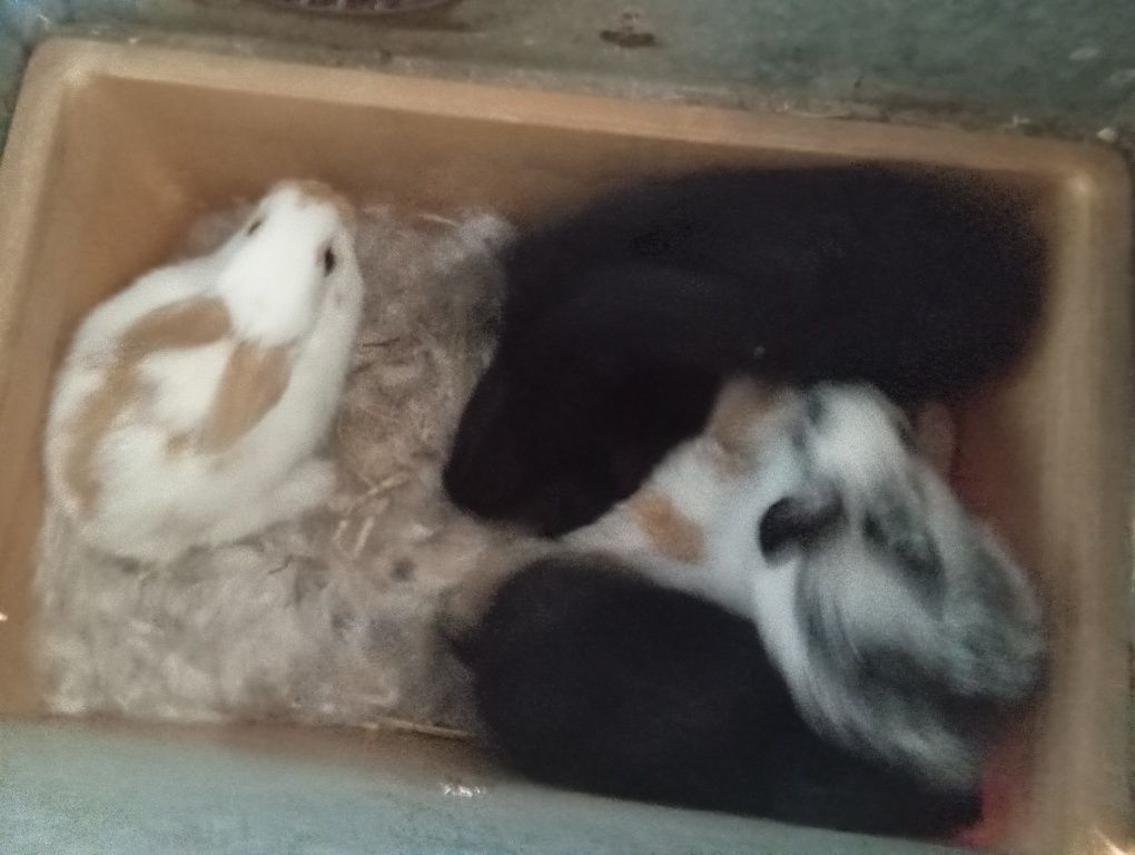 Coelhos caseiros alimentados a feno