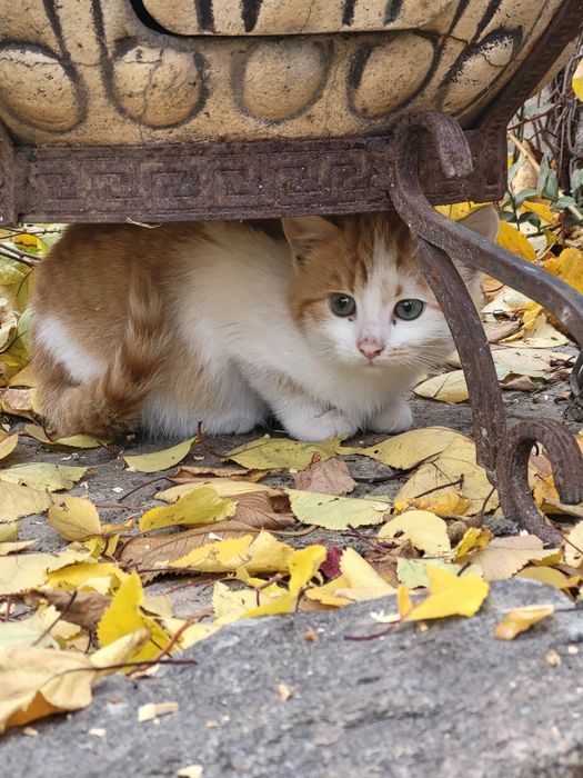 Милые котята ищут теплые ручки и большое сердечко