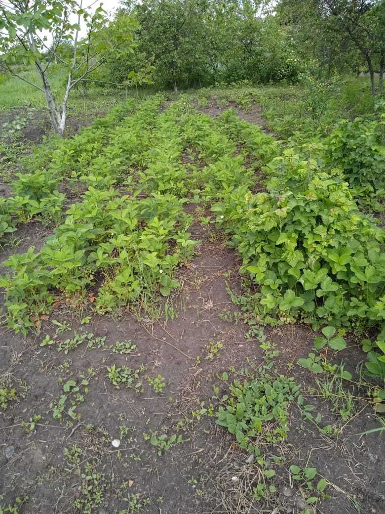 Продаж будинку у селі Чехівка Черкаської області біля Дніпра