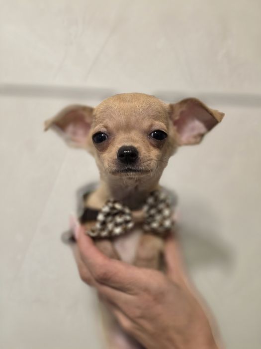 Chihuahua piesek szczeniak do odbioru metryka chip