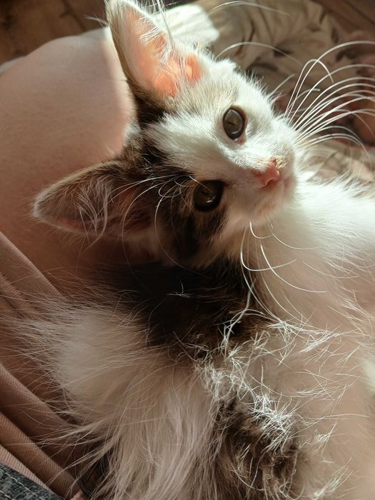 Długowłosa kotka szuka dobrego domku na całe życie!!!