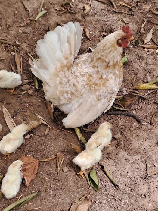 Casal Garnizes Nagasaki