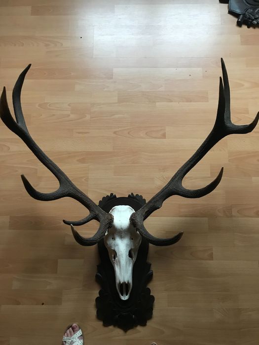 Sprzedam piękne, duże poroże  jelenia na pięknej rzeźbionej desce