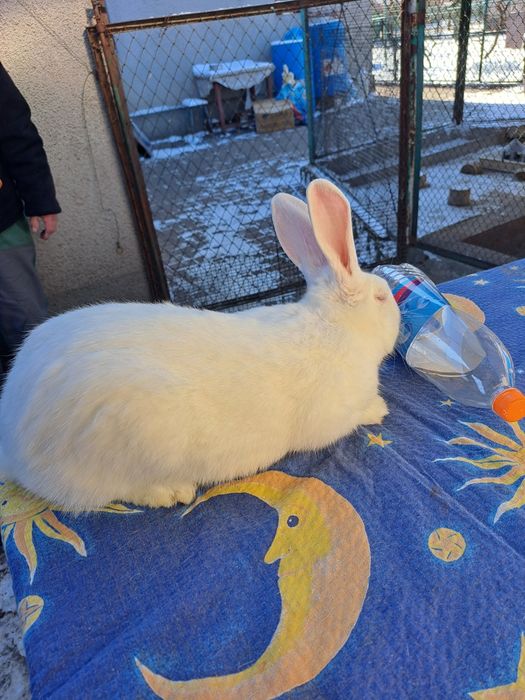 Кролі, кролики, кроликів, кролів, крілік Панон