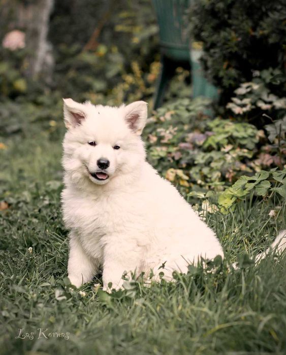 Biały Owczarek Szwajcarski
