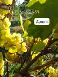 Aurora - sadzonki  w doniczkach