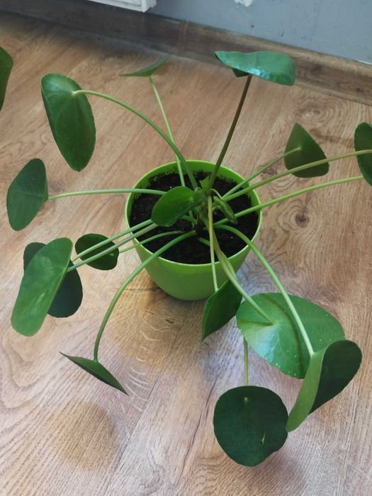 Kwiaty pieniążki Pilea peperomioides