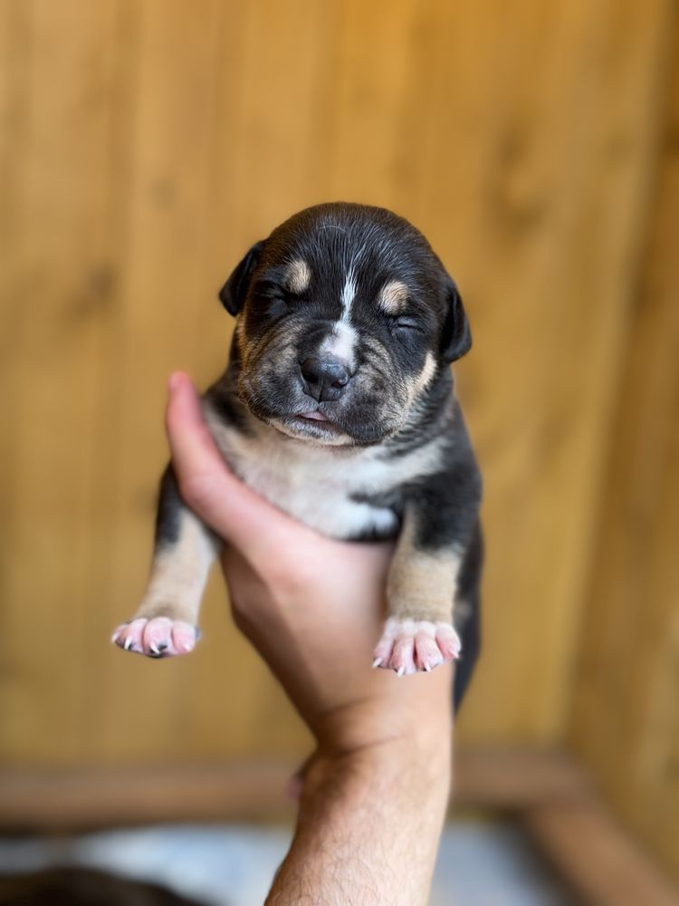 American Bully XL Black Tri ABKC