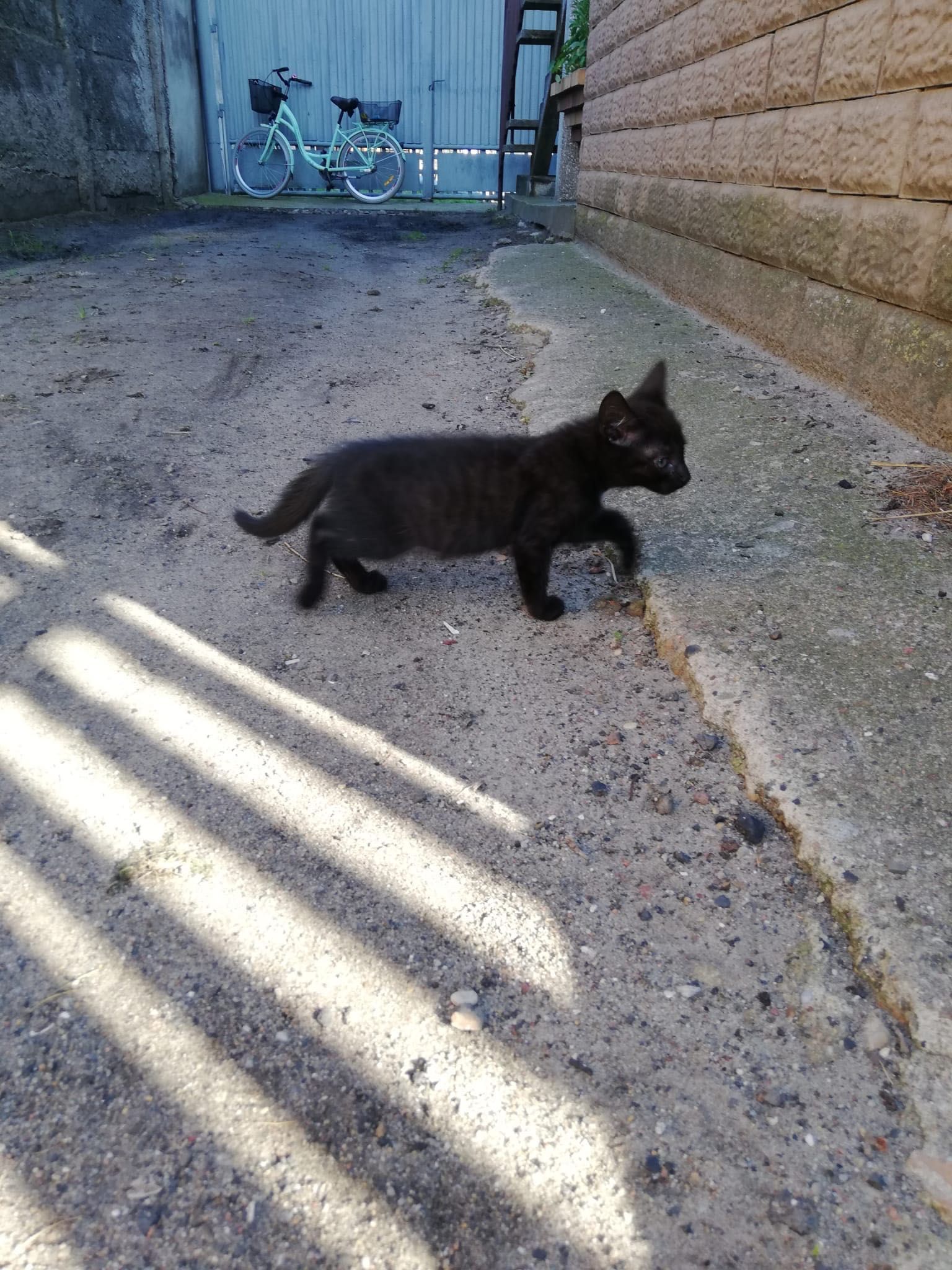 Oddam Kotki w dobre ręce