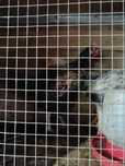 venda de animais caseiros