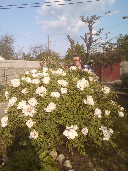 Древовидный пион, саженцы.