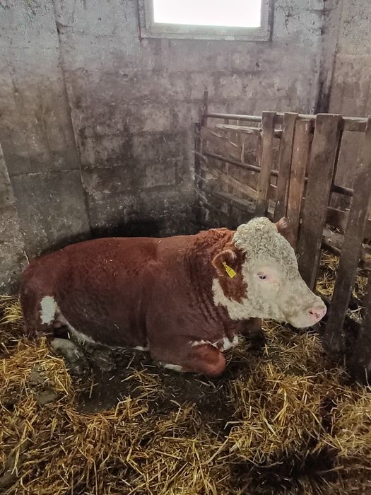 Byki Hereford sprzedam zamienie