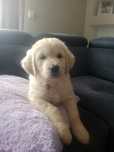 Piesek Golden retriever