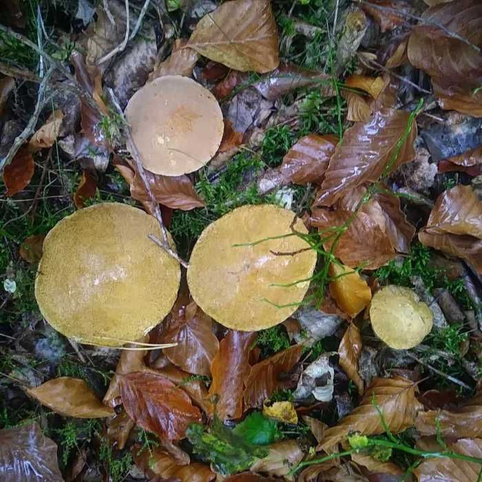 Mix maślaków marynowanych