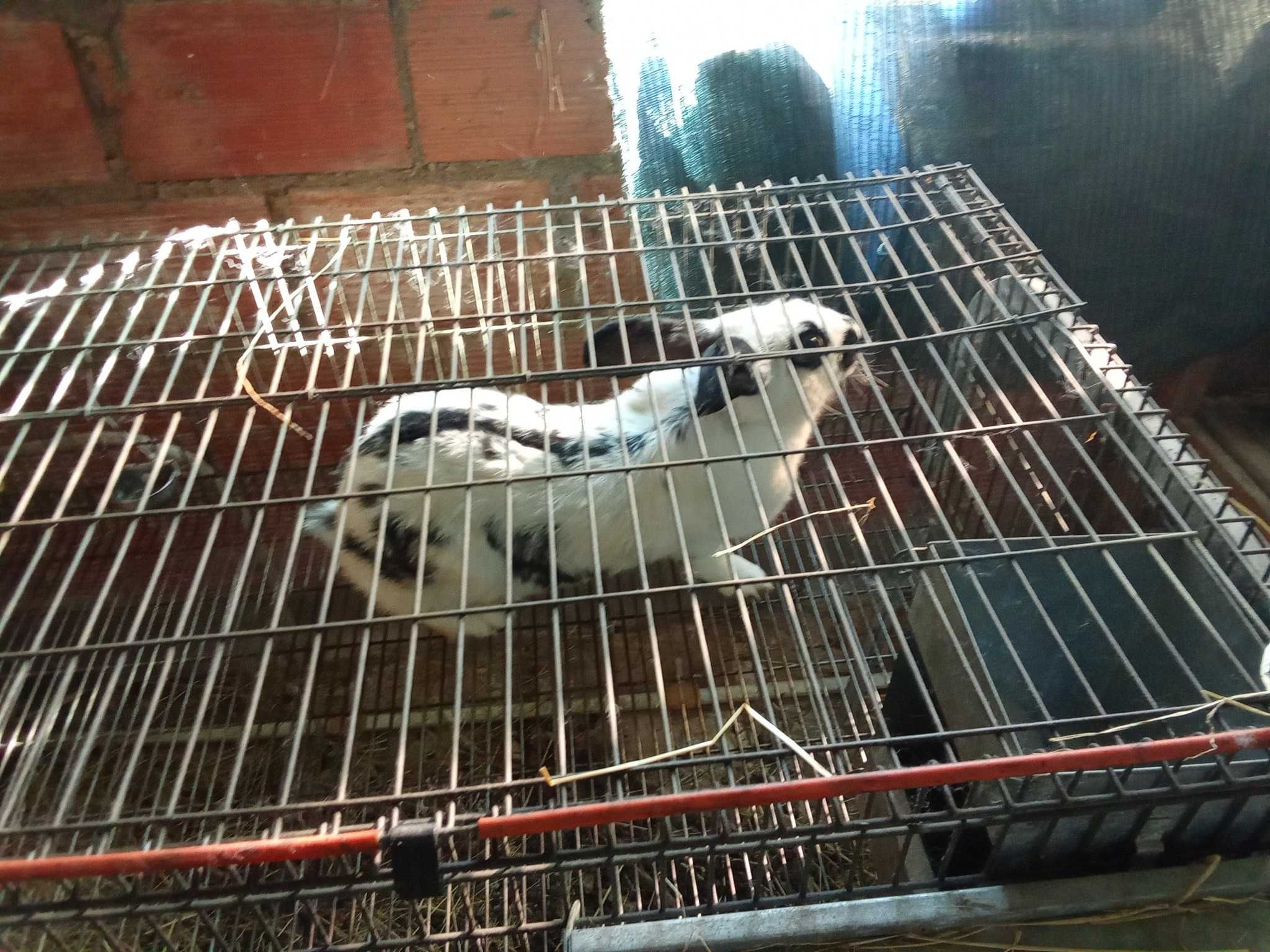 coelhos para criação