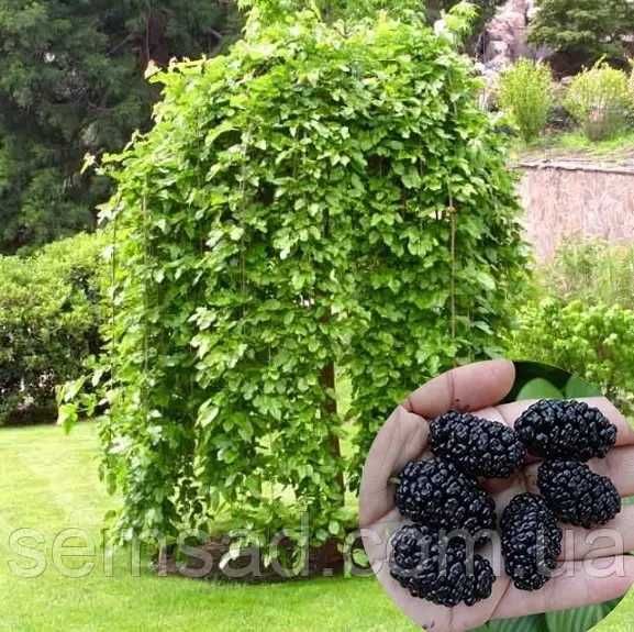 Саджанці верби "Хакуро-Нішики", Сакура, Шовковиця, Мигдаль, Клен