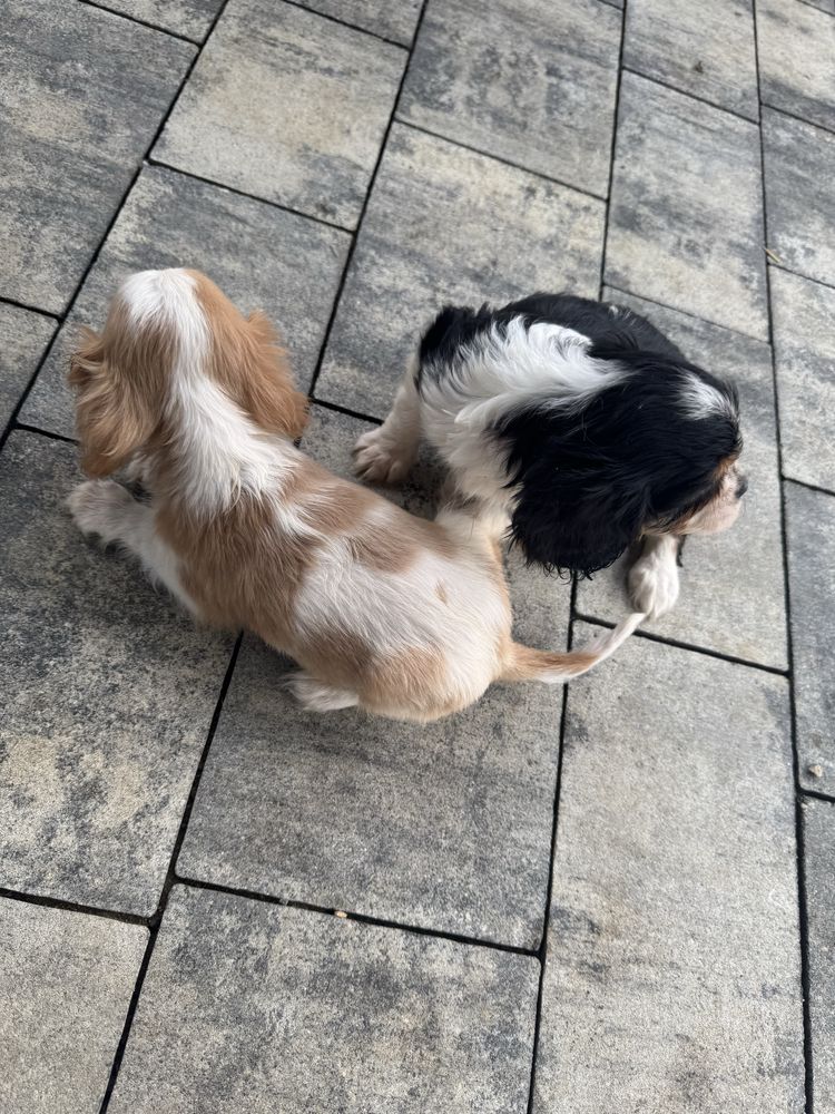 Piesek Cavalier Blenheim Rodowód,Chip,Książeczka,Wyprawka!!