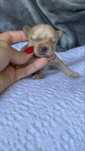 Golddust Yorkshire Terrier - Dziewczynka
