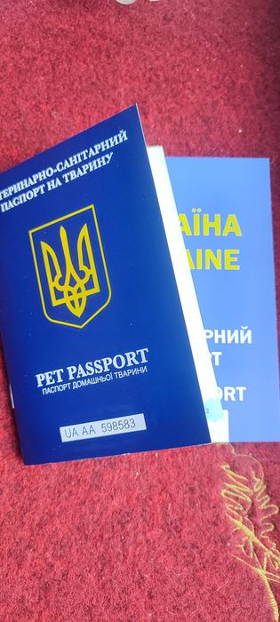 Девон Рекс хлопчик, Київ, Кривий Ріг