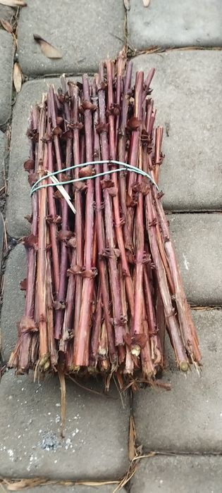 Sztobry jagoda kamczacka wojtek