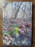 Obraz Przebudzenie_ zielona paproć _ 45x30