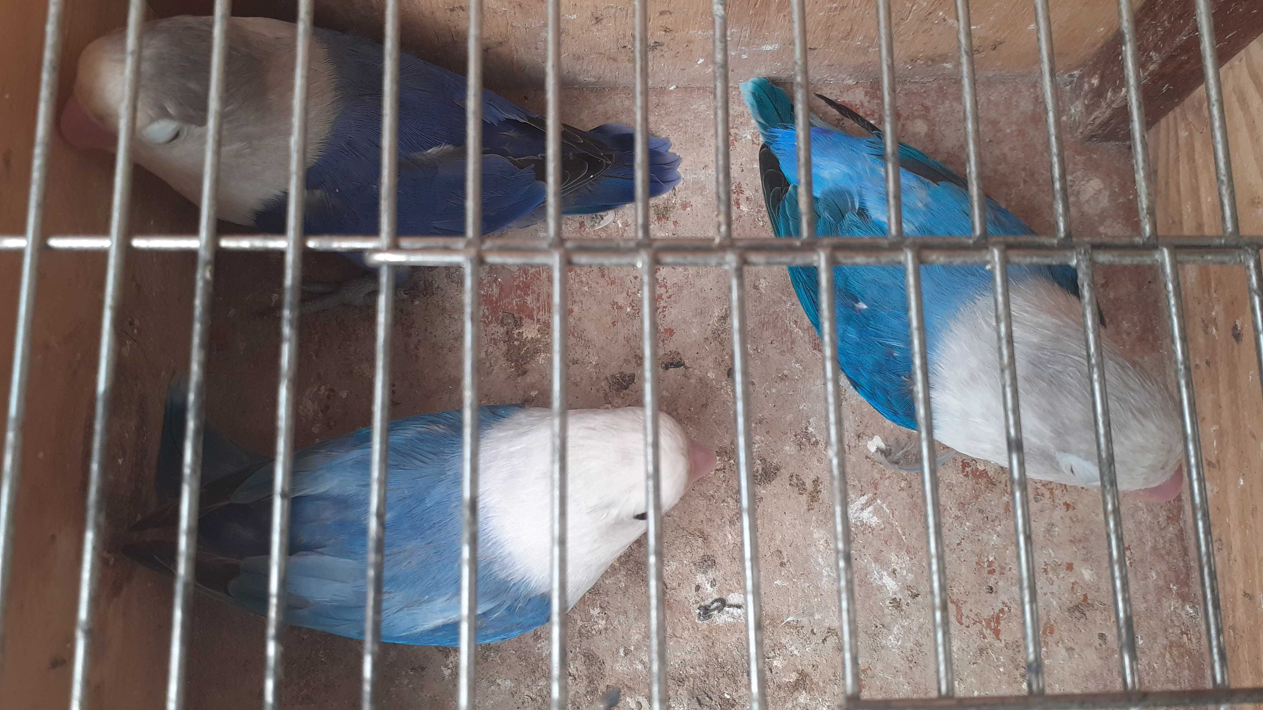Agapornis fischer
