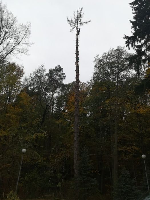 Wycinka, przycinka, pielęgnacja drzew na linach, arborystyka