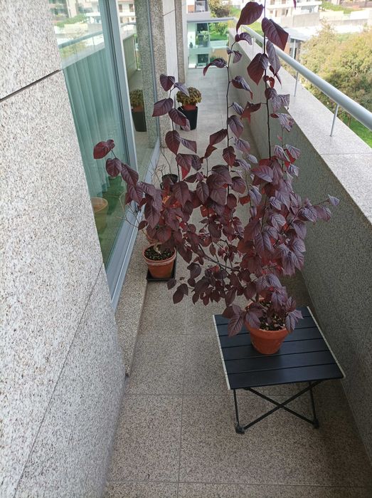 Ameixoeira Púrpura - 4 anos