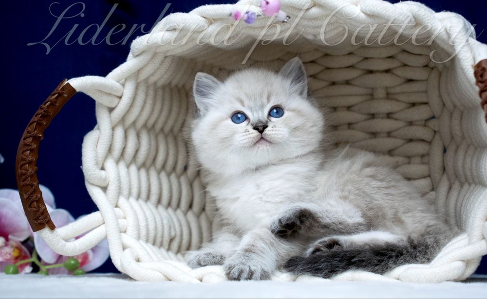 Kocurek seal point lynx ragdoll FPL/FIFE
