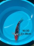 Carpa Koi Showa 33-38cm