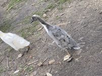 Biegusy kaczki , kaczory