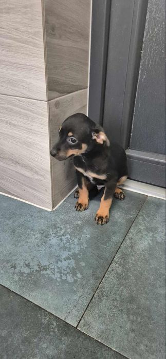 Szczenięta do odppowiedzialnej adopcji