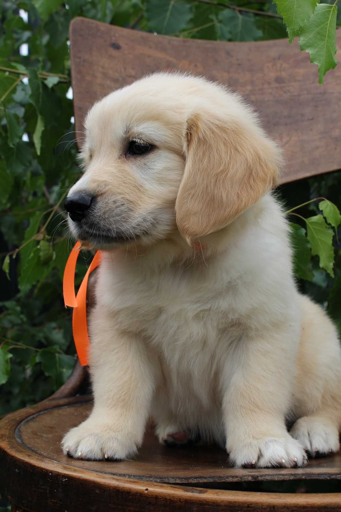 Golden retriever zkwp FCI piesek