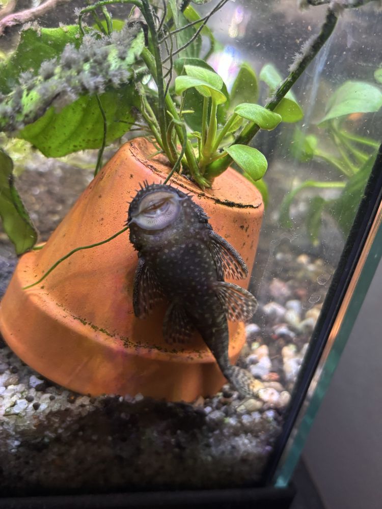 Ancistrus com mais de 3cm e alguns adultos
