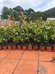 Photinias envasadas