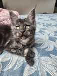 Kotka czarna dymna rasy Maine coon