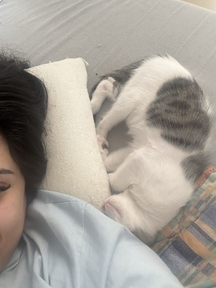 Gatinho para adoção