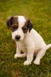 Prześliczna suczka Parson Russell Terrier FCI