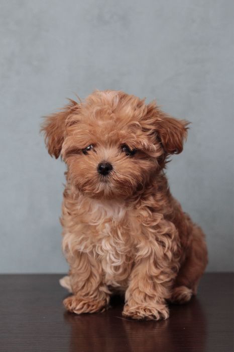 Очень крошечные малыши Мальтипу Ф1 !!!