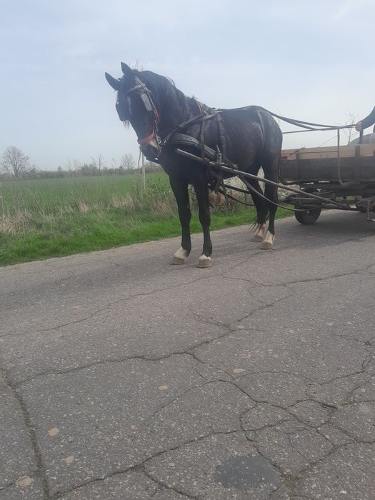 Sprzedam klacz Śląska 4lata